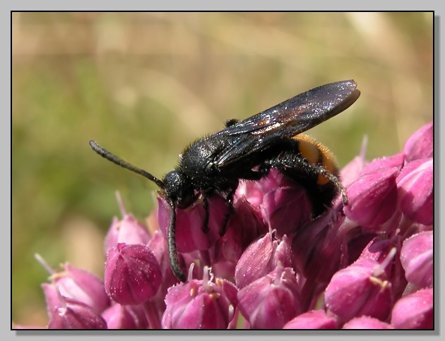 Scolia hirta (=Scolia bifasciata)