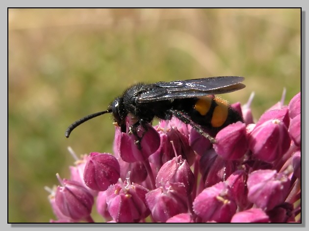 Scolia hirta (=Scolia bifasciata)