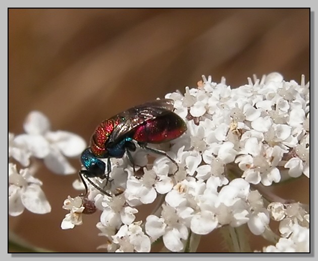 Un gioiello dei fiori