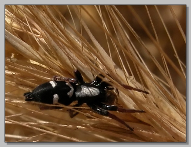 Thomisus onustus, Phylaeus chrysops e Gnaphosidae