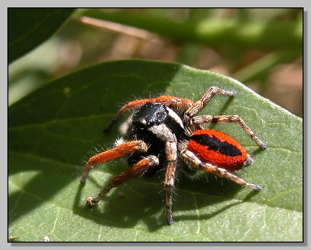 Thomisus onustus, Phylaeus chrysops e Gnaphosidae