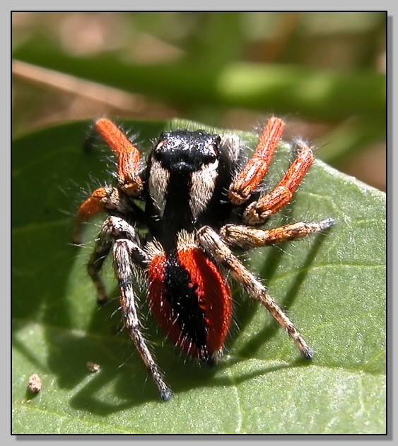 Thomisus onustus, Phylaeus chrysops e Gnaphosidae