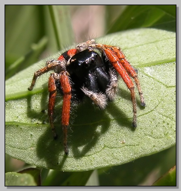 Thomisus onustus, Phylaeus chrysops e Gnaphosidae