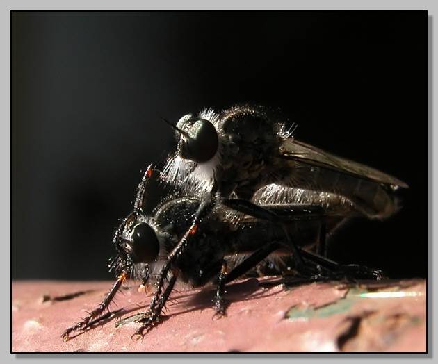 Ditteri Asilidae disturbati dal vento