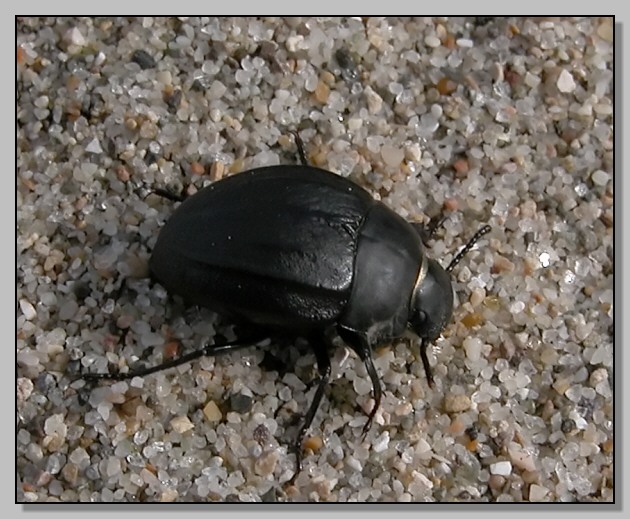 Erodius siculus, Stenalia testacea, Oedemera barbara