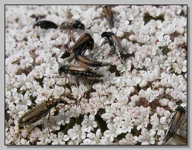 Erodius siculus, Stenalia testacea, Oedemera barbara