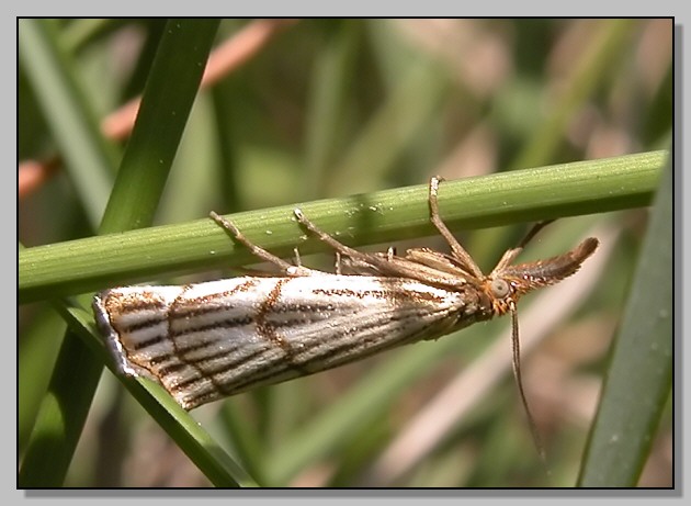 Erodius siculus, Stenalia testacea, Oedemera barbara