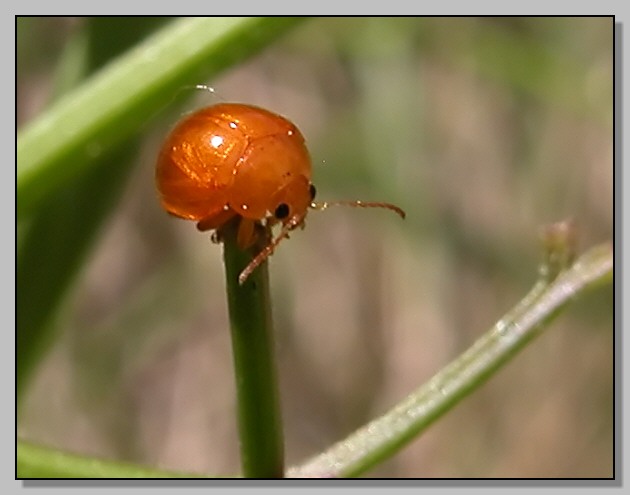 Erodius siculus, Stenalia testacea, Oedemera barbara