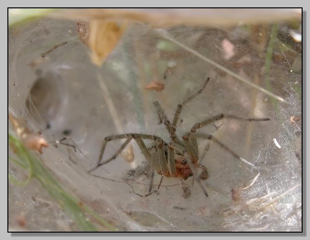 Agelena labyrinthica