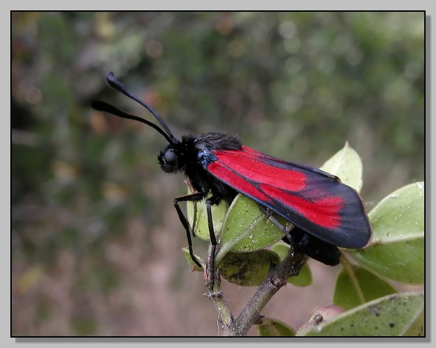 Zygaena erythrus