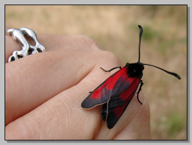 Zygaena erythrus