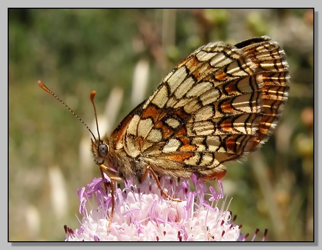 Melitaea athalia, Celastrina argiolus, Satyrium