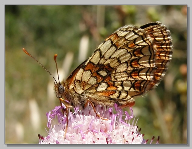 Melitaea athalia, Celastrina argiolus, Satyrium