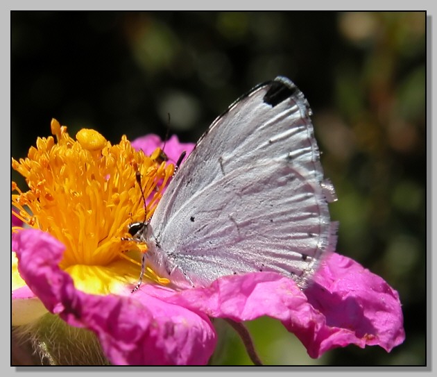 Melitaea athalia, Celastrina argiolus, Satyrium