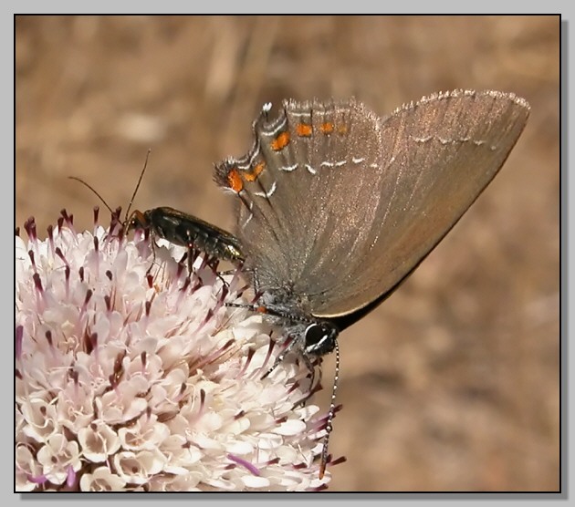 Melitaea athalia, Celastrina argiolus, Satyrium