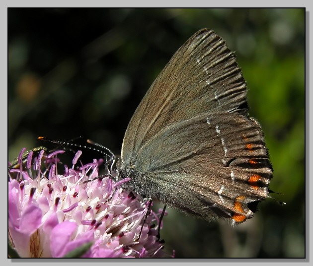 Melitaea athalia, Celastrina argiolus, Satyrium