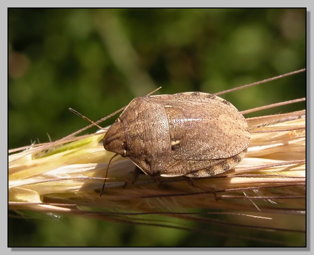 Eurygaster maura, Corymbia cordigera, Rutpela maculata