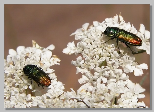 Eurygaster maura, Corymbia cordigera, Rutpela maculata