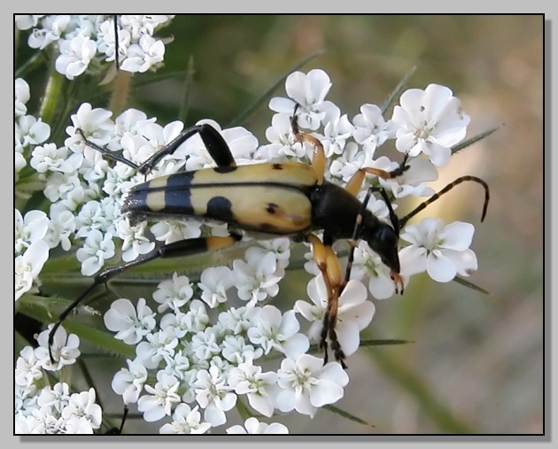 Eurygaster maura, Corymbia cordigera, Rutpela maculata