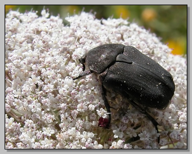 Protaetia morio e Chlorophorus sartor