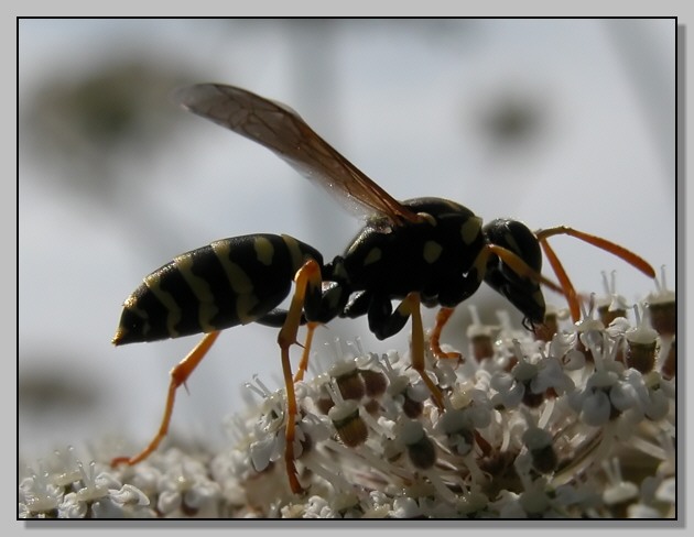 Polistes(?), ape inconsueta e strana bestiolina