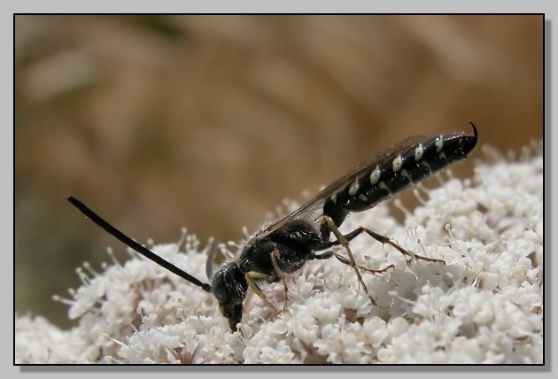 Polistes(?), ape inconsueta e strana bestiolina