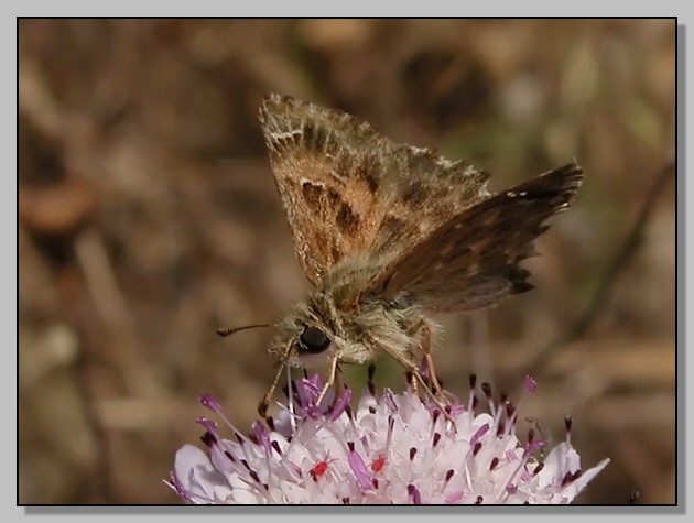 Carcharodus alceae