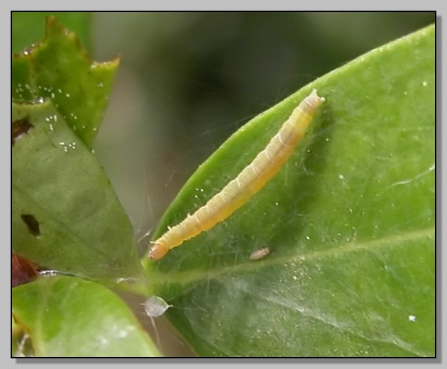 Colias crocea? e piccola falena