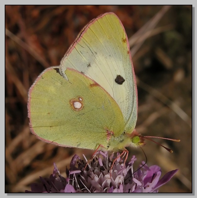 Colias crocea? e piccola falena