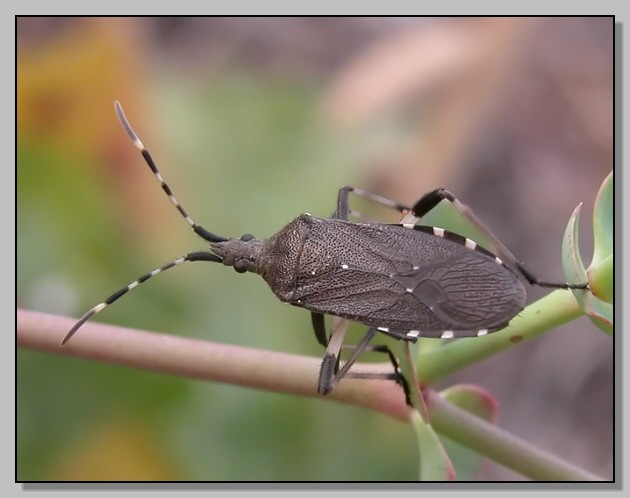 Due Heteroptera... Dicranocephalus agilis e Tritomegas?