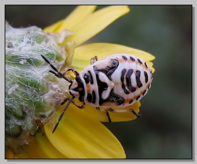 Due Heteroptera... Dicranocephalus agilis e Tritomegas?