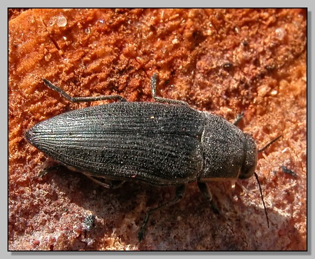 Buprestis novemmaculata (variazioni di disegno)