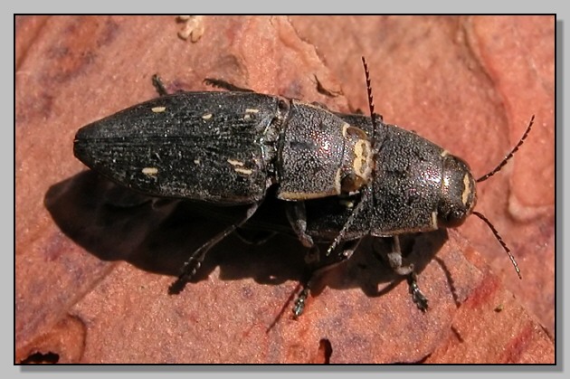 Buprestis novemmaculata (variazioni di disegno)