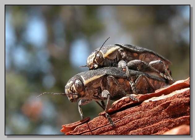 Buprestis novemmaculata (variazioni di disegno)