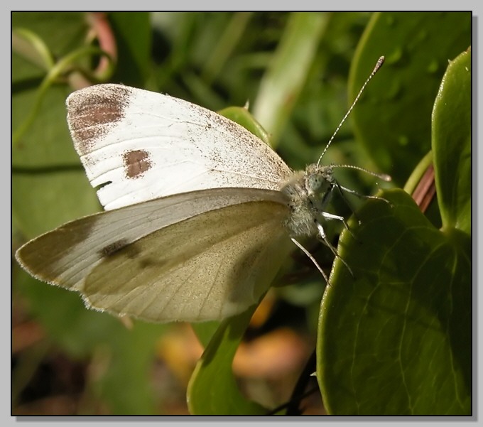 Ochlodes sylvanus e Pieris  mannii