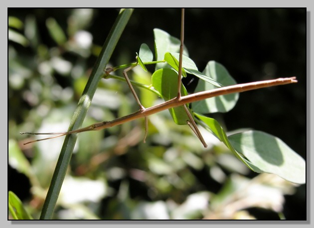 Insetti stecco:     Clonopsis gallica