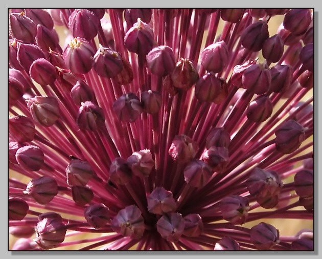 Dianthus, Hiperycum, sedum, polygala, allium