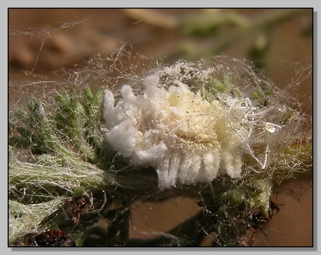 Trabutina mannipara