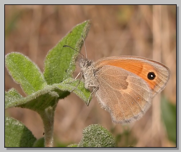 Coenonympha pamphilus e Thomisus onustus