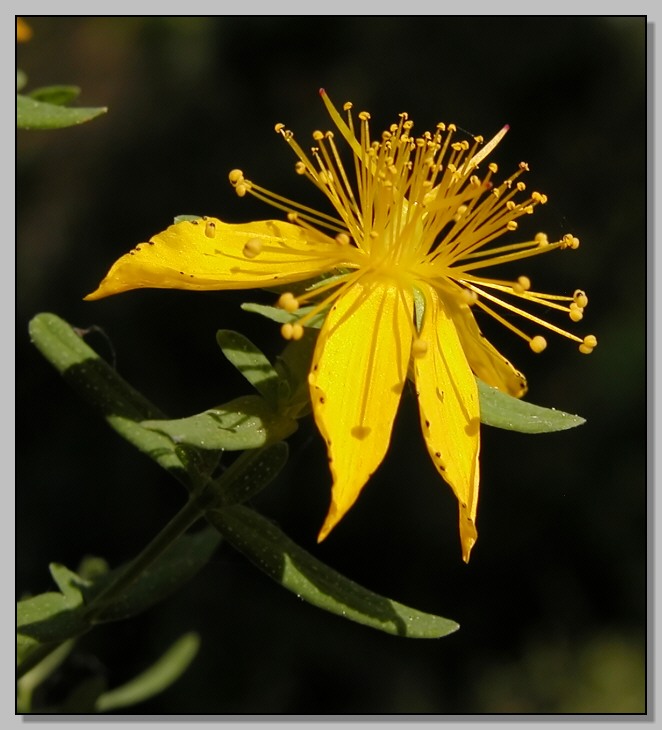 Dianthus, Hiperycum, sedum, polygala, allium