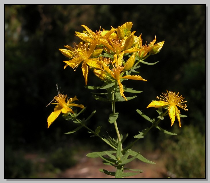 Dianthus, Hiperycum, sedum, polygala, allium