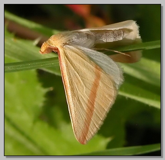 Rhodometra sacraria,Ochlodes venatus, Limenitis reducta