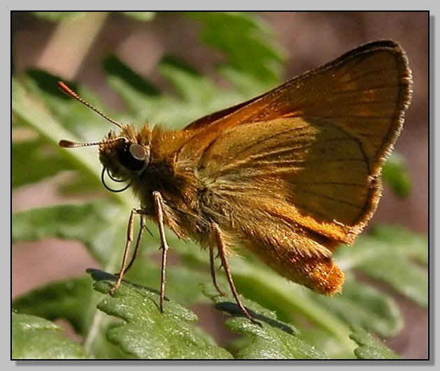 Rhodometra sacraria,Ochlodes venatus, Limenitis reducta