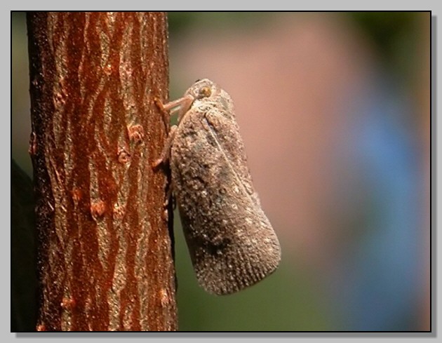 Rhodometra sacraria,Ochlodes venatus, Limenitis reducta