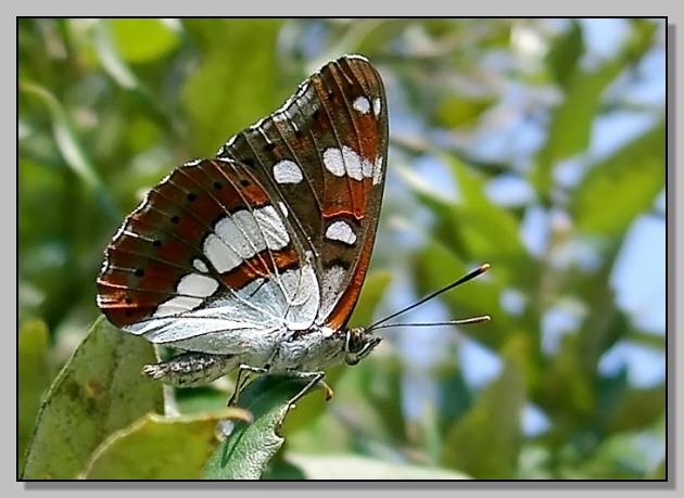 Rhodometra sacraria,Ochlodes venatus, Limenitis reducta