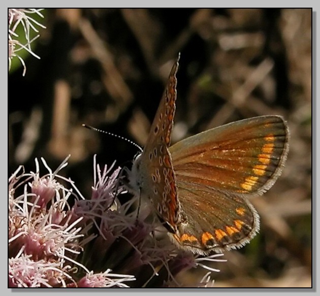 Rhodometra sacraria,Ochlodes venatus, Limenitis reducta