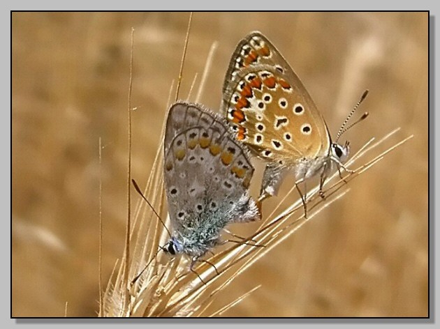 Rhodometra sacraria,Ochlodes venatus, Limenitis reducta