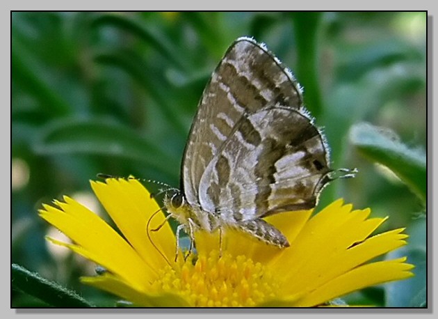 Rhodometra sacraria,Ochlodes venatus, Limenitis reducta