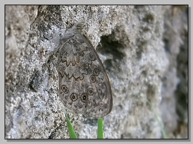 Rhodometra sacraria,Ochlodes venatus, Limenitis reducta