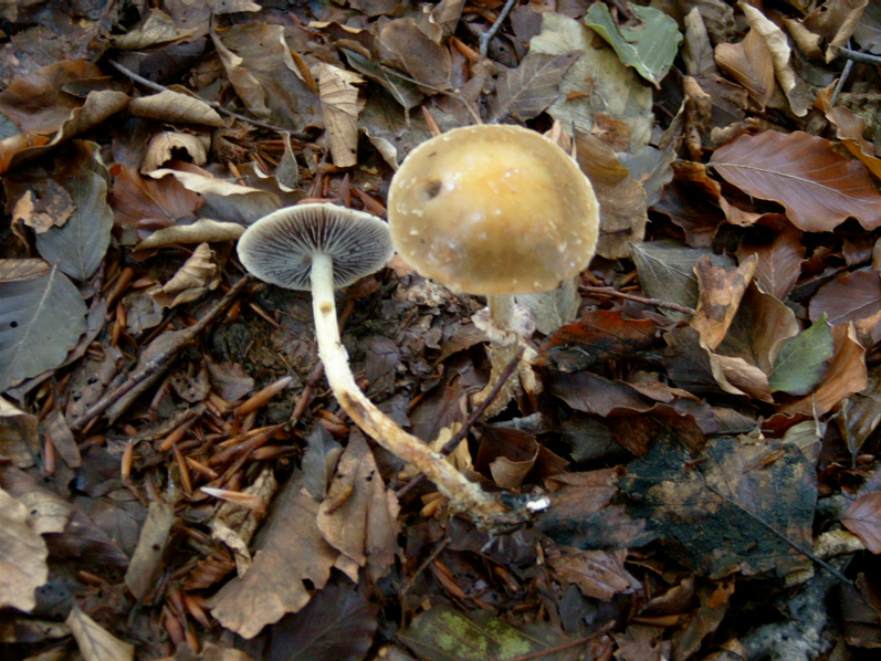 X    Gi (cfr, Stropharia squamosa)
